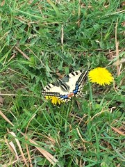 Papilio machaon