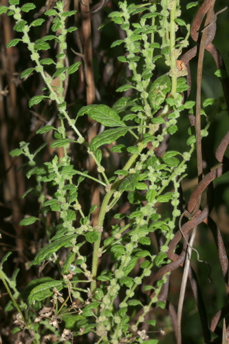 Dysphania carinata