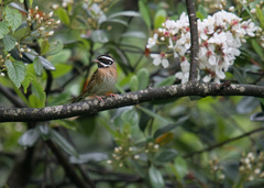 Emberiza tristrami