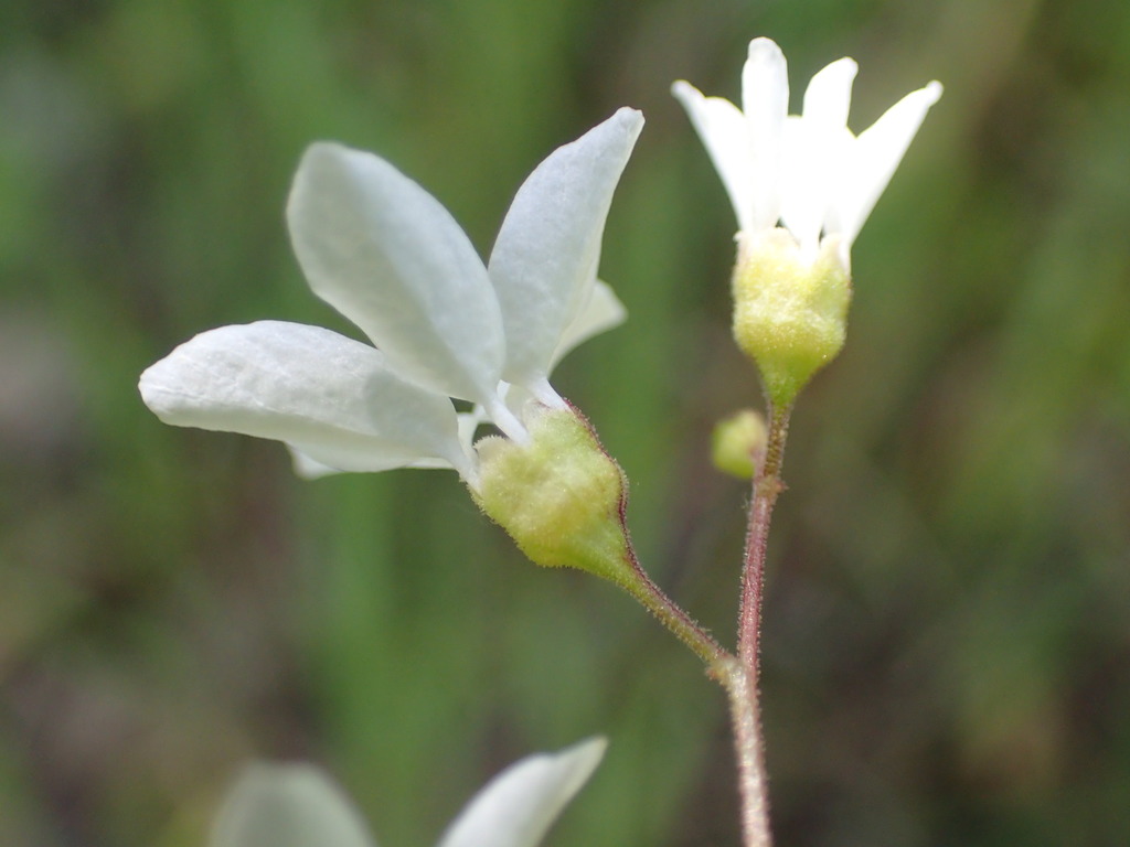 mission woodland star