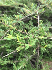 Phyllanthus myrtifolius