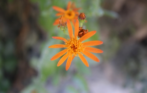 Pseudogynoxys chenopodioides