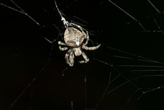 Araneus ventricosus