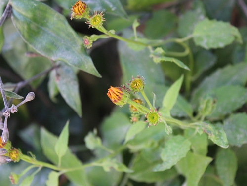 Pseudogynoxys chenopodioides