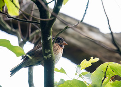 Emberiza tristrami