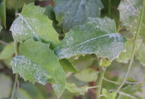 Pseudogynoxys chenopodioides