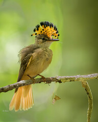 Royal Flycatcher photo 4