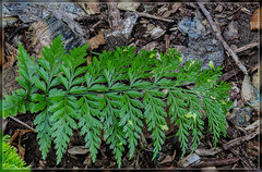 Asplenium × lucrosum