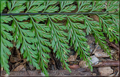 Asplenium × lucrosum