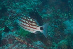 Lutjanus decussatus