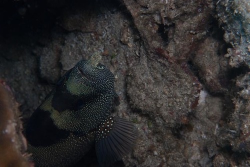 Pogonoperca punctata