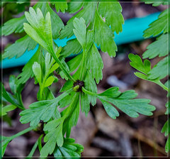 Asplenium × lucrosum