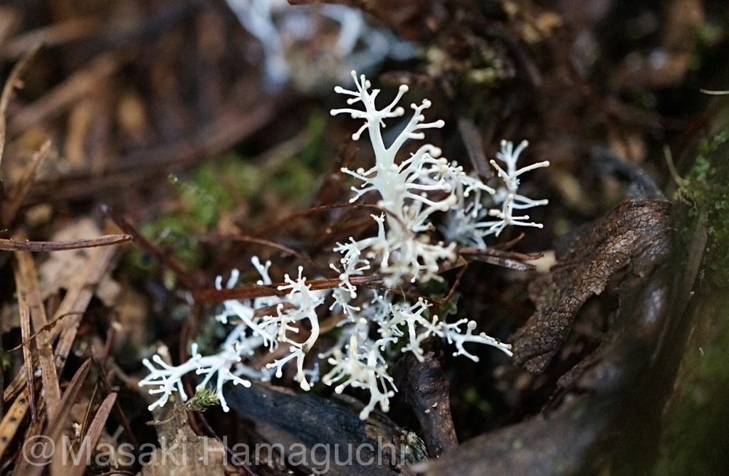 Polycephalomyces formosus