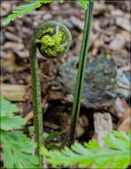 Asplenium × lucrosum