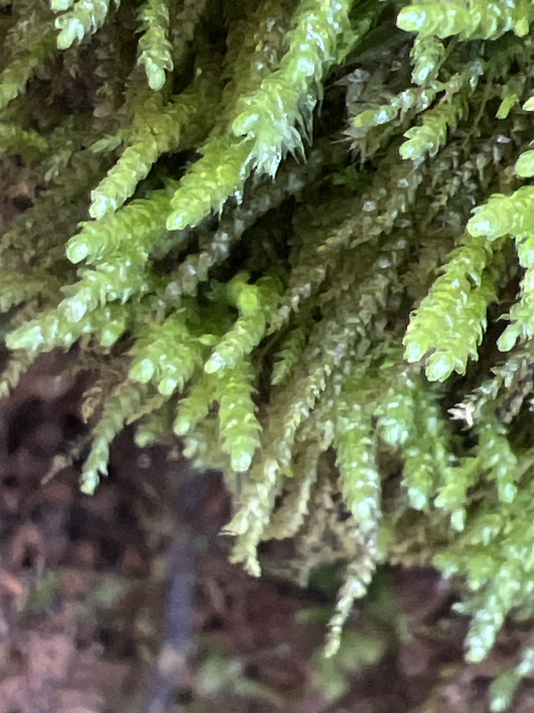 spoon-leaved moss from Conyers, GA, US on March 5, 2024 at 11:26 AM by ...