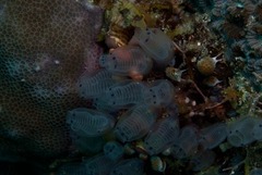 Clavelina moluccensis