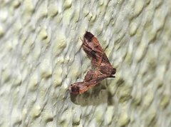 Endotricha theonalis