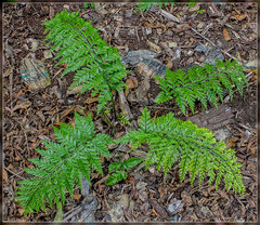 Asplenium × lucrosum