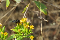 Bombus mexicanus