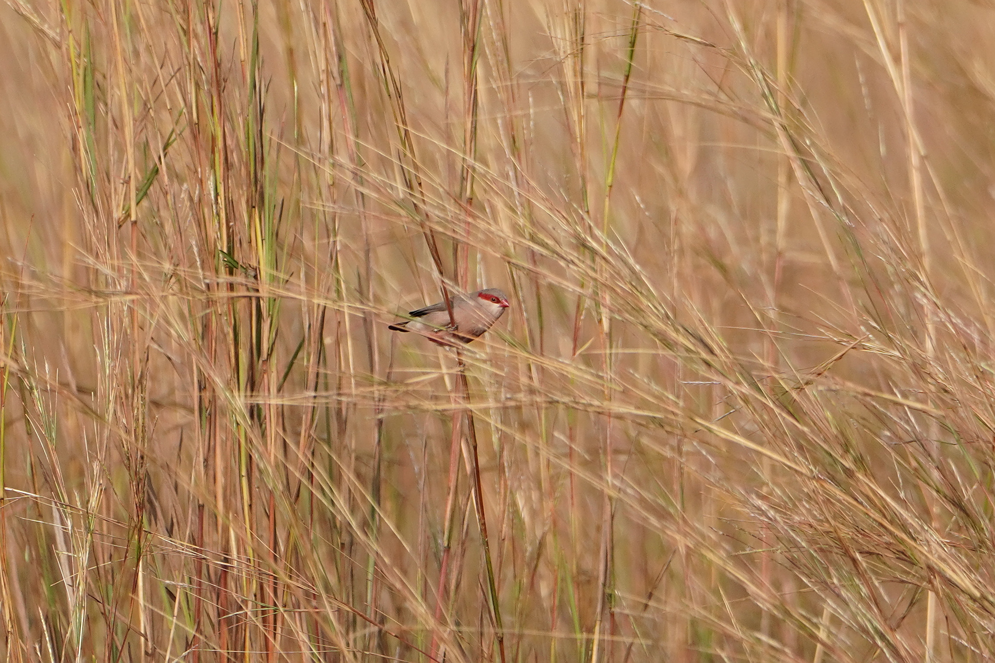 Black-rumped Waxbill (Estrilda troglodytes)