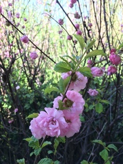 Prunus triloba