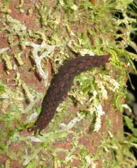 Ooperipatellus