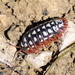 Werner's Pill Woodlouse - Photo (c) Mario Finkel, some rights reserved (CC BY-NC), uploaded by Mario Finkel