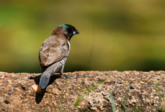 Spermestes cucullata scutata