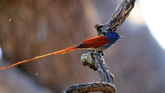 Terpsiphone viridis plumbeiceps