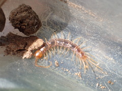 Gosibius intermedius