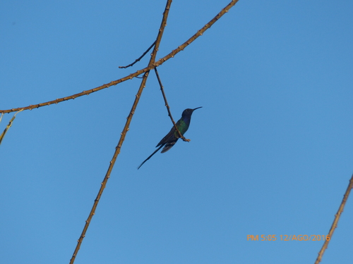 Swallow-tailed Hummingbird