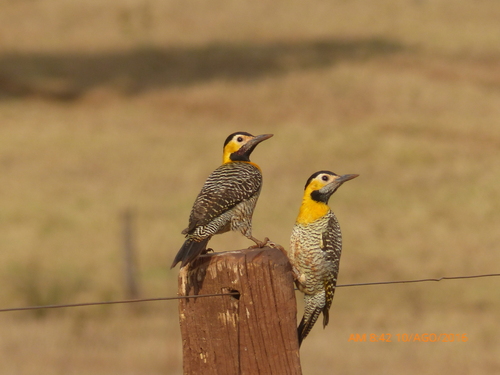 Campo Flicker
