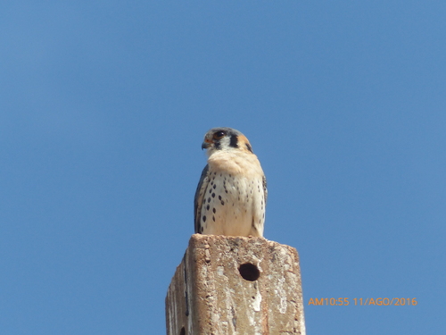 American Kestrel