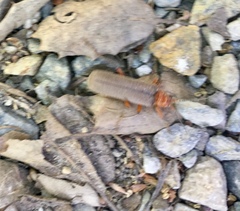 Pacificanthia consors