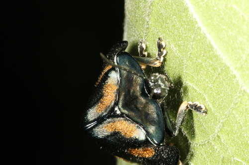 Stolas chalybaea