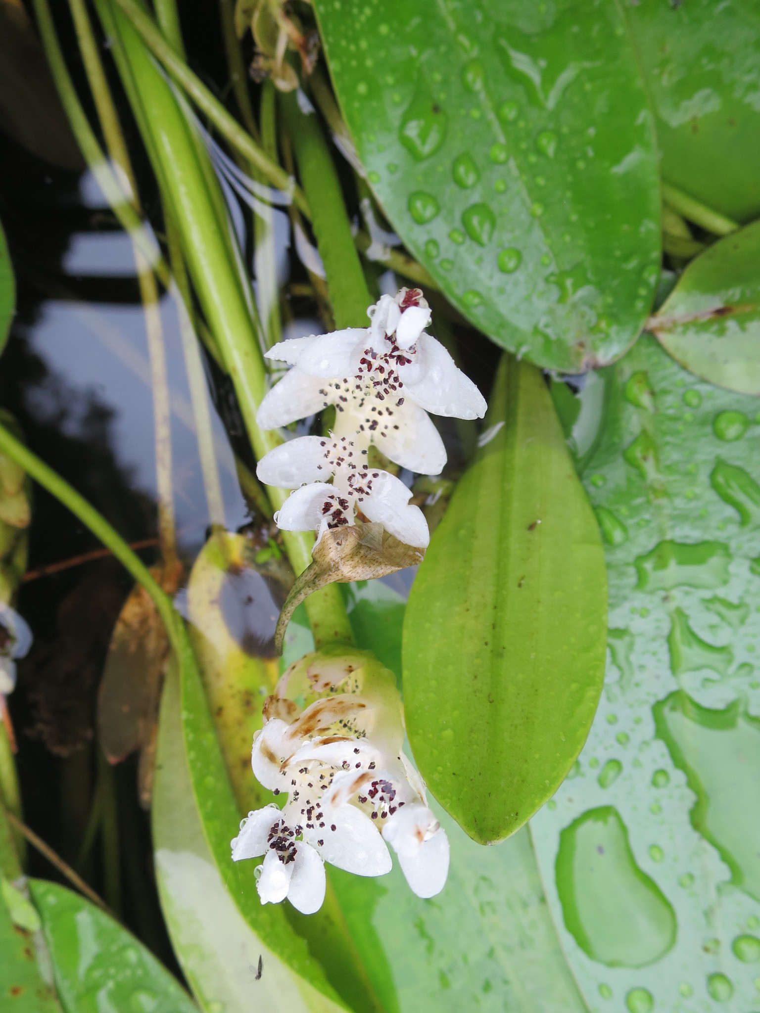 Aponogeton distachyos