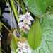 Cape-Pondweed - Photo (c) Alice Shanks, some rights reserved (CC BY-NC), uploaded by Alice Shanks