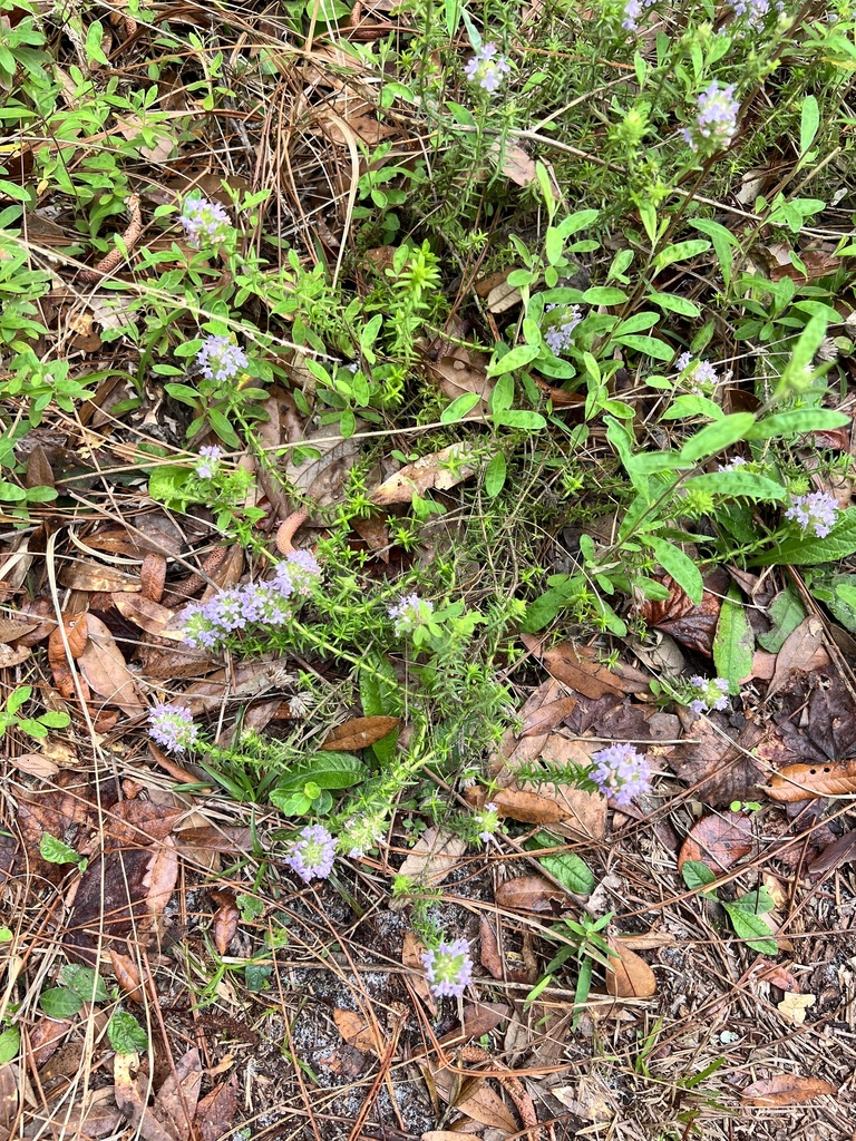 Florida pennyroyal from Lettuce Lake Conservation Park, Tampa, FL, US