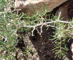 Asparagus lignosus
