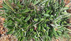 Haplocarpha lyrata