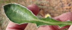 Haplocarpha lyrata