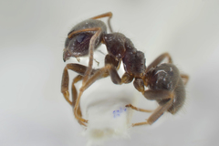 Lasius platythorax