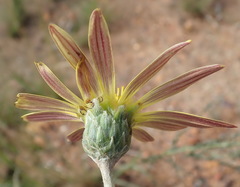 Haplocarpha lyrata