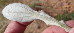 Haplocarpha lyrata