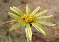 Haplocarpha lyrata