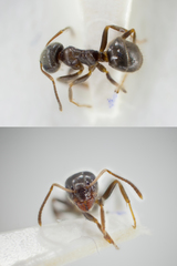 Lasius platythorax
