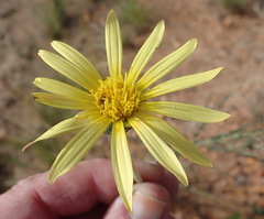 Haplocarpha lyrata