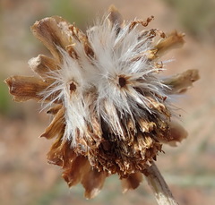 Haplocarpha lyrata