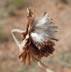 Haplocarpha lyrata