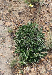 Haplocarpha lyrata